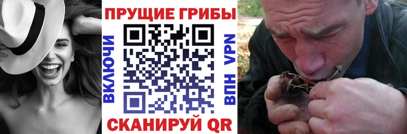 где продают   Славгород  Галлюциногенные грибы Cubensis 